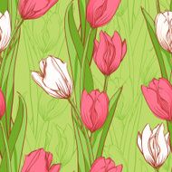 pink and white tulips