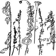 Set of line drawing herbs N8