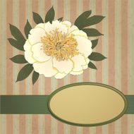 peony background N3