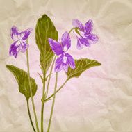 violets and paper