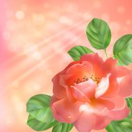 Floral background with rose sun and blur