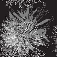 Ñhrysanthemum