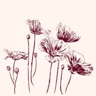 poppies flowers vector illustration