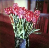 Tulips on Table