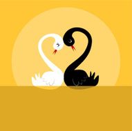 Swan love N2