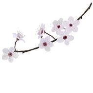 Flower almonds