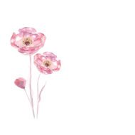 Pink watercolor Rose flower vector
