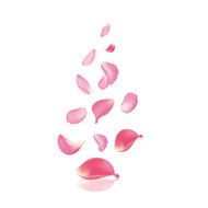 Falling rose peta N8