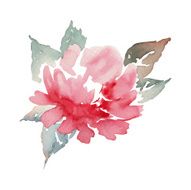 Peonies watercolor N11