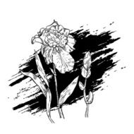 Monochrome drawing iris flower