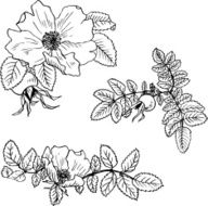 vintage vector floral set N11