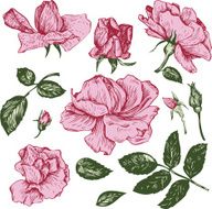 vintage vector floral set N12