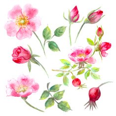 Hand drawn watercolor wild rose flower bud and berry set