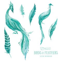 Vector watercolor set of birds and feathers