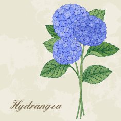 Card with hydrangea N3
