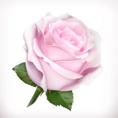 Light pink rose vector illustration