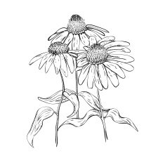 Monochrome line drawing of herb