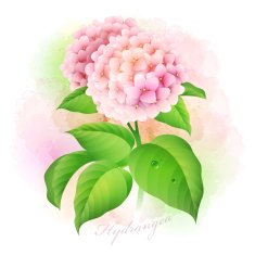 Hydrangea Botanical Vector illustration