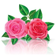 Beautiful Pink Roses N2