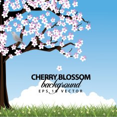 Cherry tree in spring landscape background