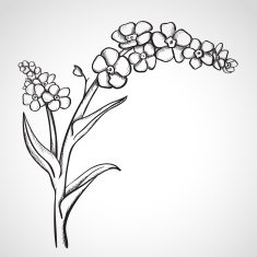 Sketch forget-me-not (Myosotis)