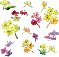 set of cherry blossoms painted by watercolor N2