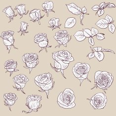 set of linear drawing roses N3