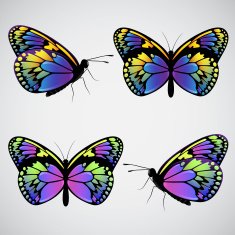 Vector colorful butterflies N3