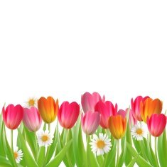 tulips single on white background
