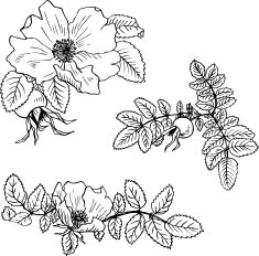 vintage vector floral set N11
