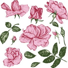 vintage vector floral set N12