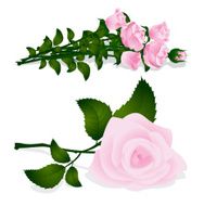 pink rose N16