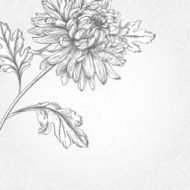 Flower chrysanthemum N2