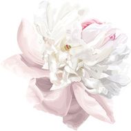 White peony flower