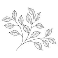 Vector Decorative Contour Branch with Leaves