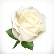 White rose vector illustration N2