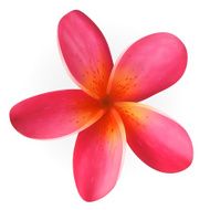 Pink Plumeria flower isolated on white