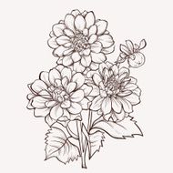 Flower Dahlia drawn in graphical style contours and lines N3