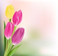 Realistic Colorful Tulips in Isolated Background N18