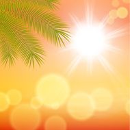Sunny background with palm leaves N2