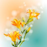 Yellow lilies flowers background N6