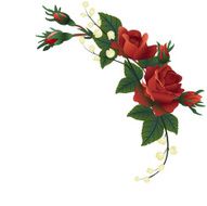 Roses N68