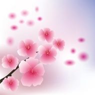 Cherry flowers N2