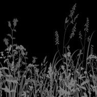Silhouettes of flowers and grass at night