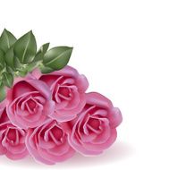 Bouquet pink roses on white background