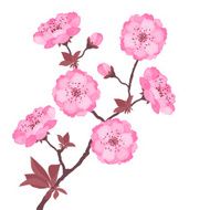 Branch with cherry flowers on white background N2