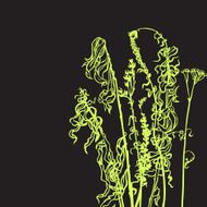 Monochrome line drawing herbs N5
