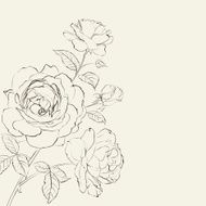 Contour of rose N3