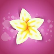 yellow flower illustration