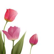 Vector tulips N2